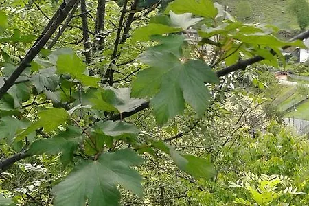 Отель Rural La Pista Vega de Rengos